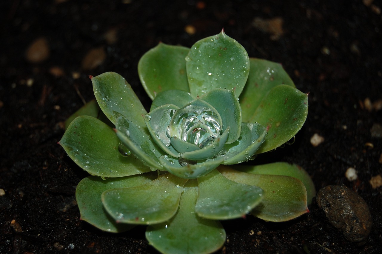 Growing Succulents in Pots: Easy Step by Step Guide